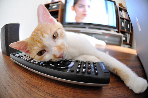 开云官网在线-黄蜂制定训练考核标准逐步提升竞争强度，黄蜂得分